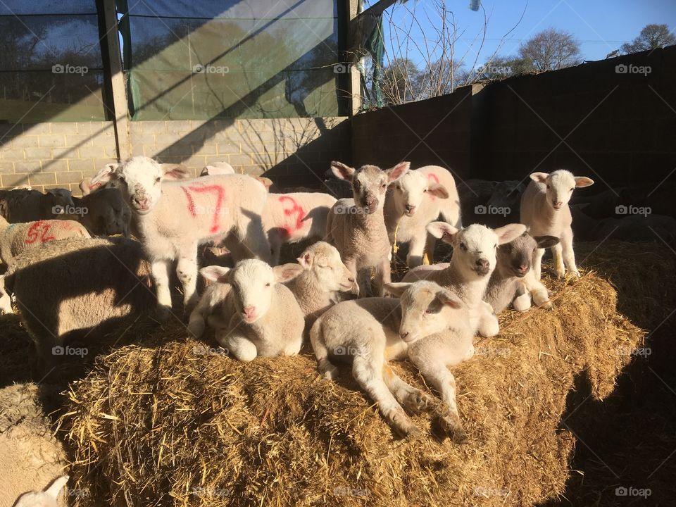 Group of contented lambs sunning themselves on a bale of straw