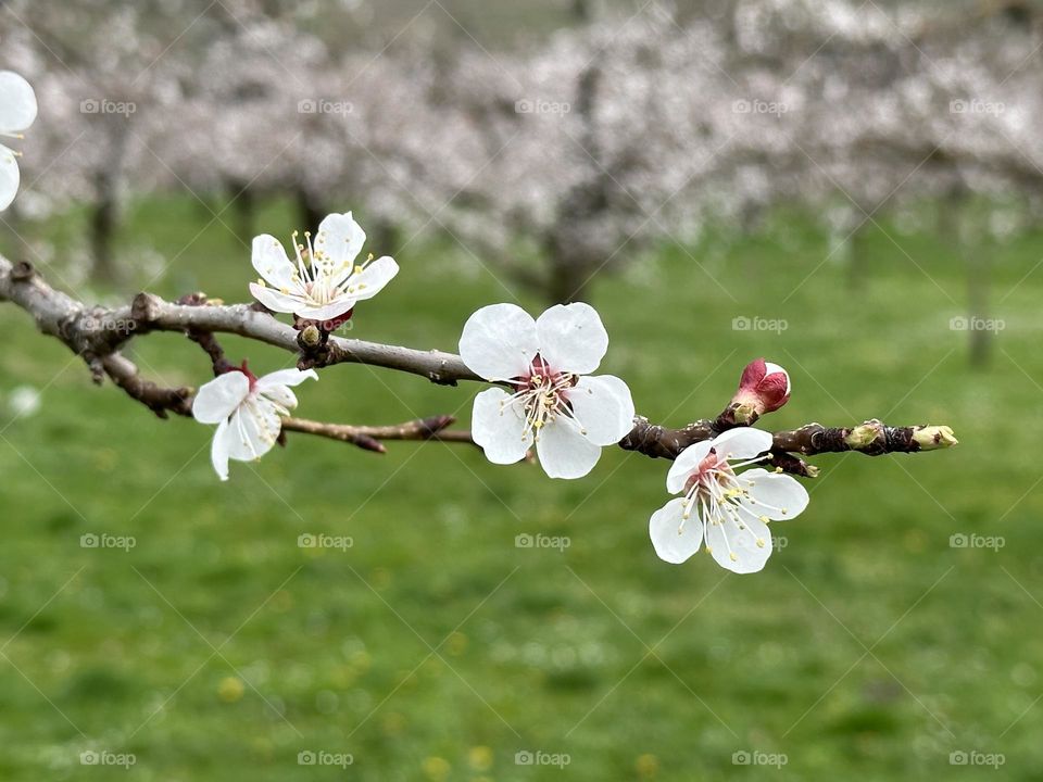 Apricot blossom 