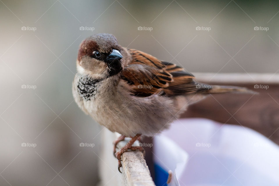Normal sparrow sits on the fence edge