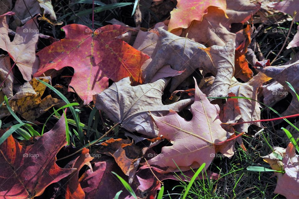 Fall Foliage Leaves