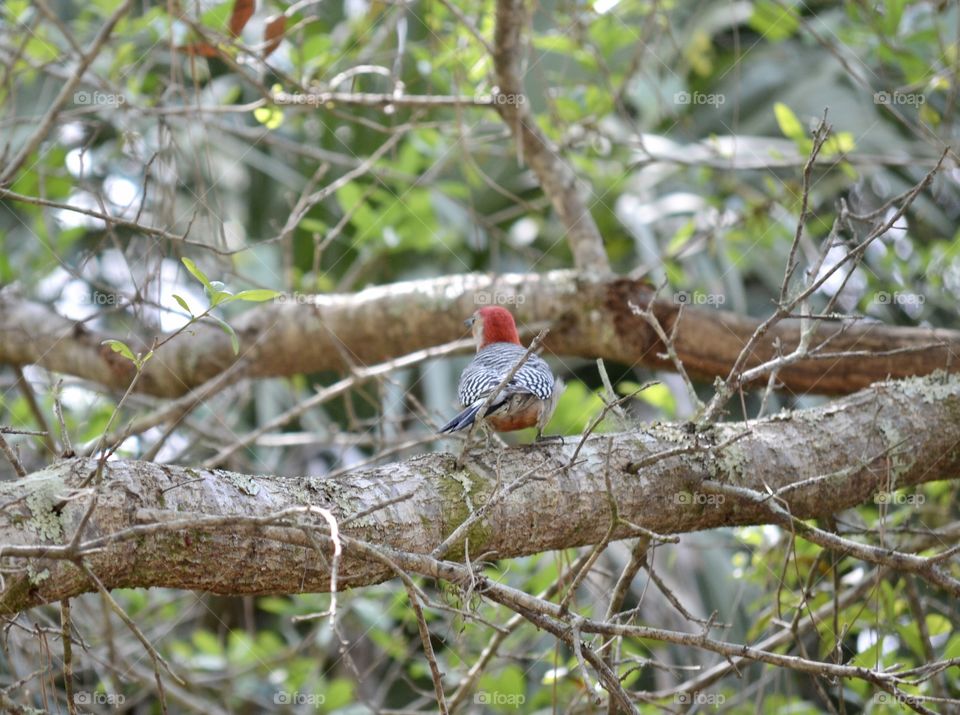 A woodpecker with a red head and black and white spotted body sitting in an oak tree