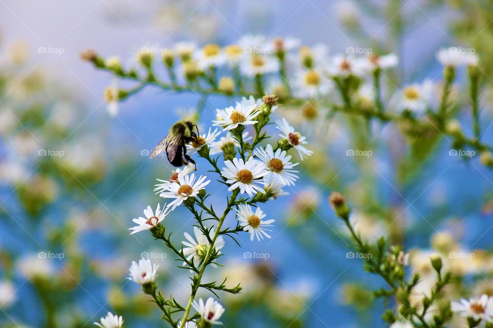 Plentiful pollination 