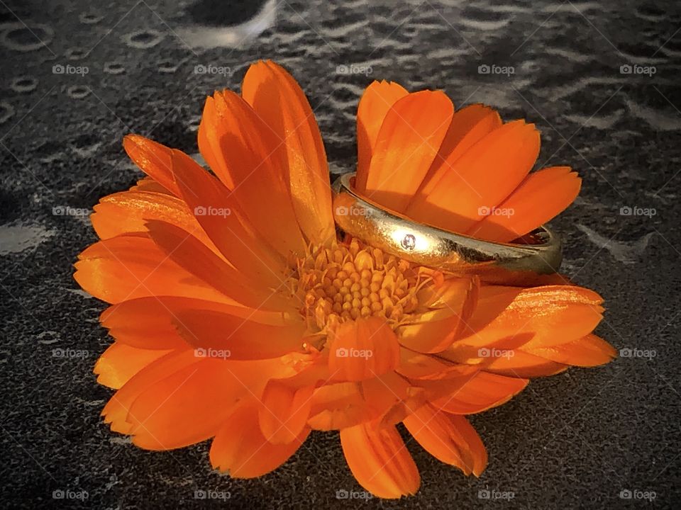 The ring on the orange flower on a wet background 