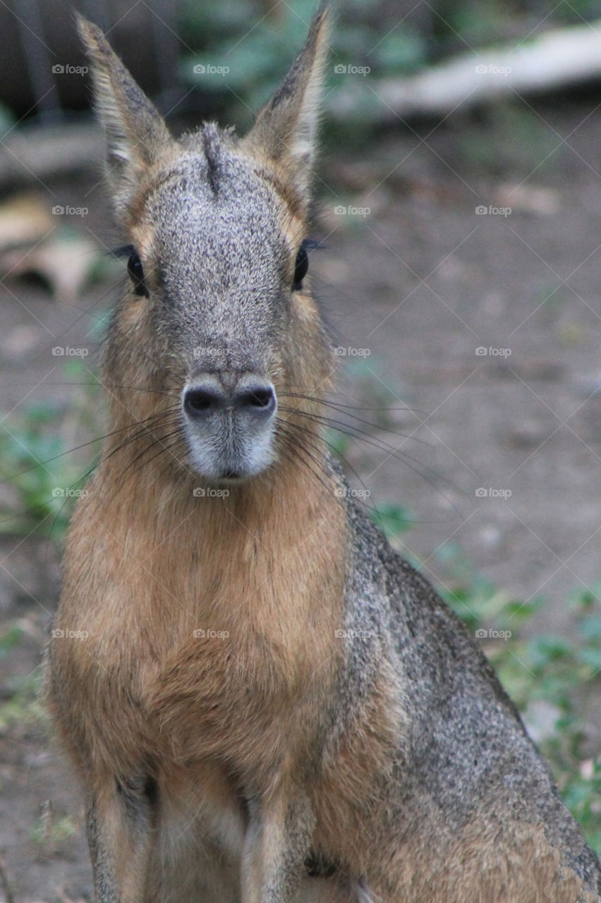 The Patagonian Mara or Cavy looks like a dog-rabbit-deer but is technically a rodent. They are native to Argentina, herbivores, are very fast runners (35 km/hr )& mate to one partner for life. This one was very curious about us & let us pet her.