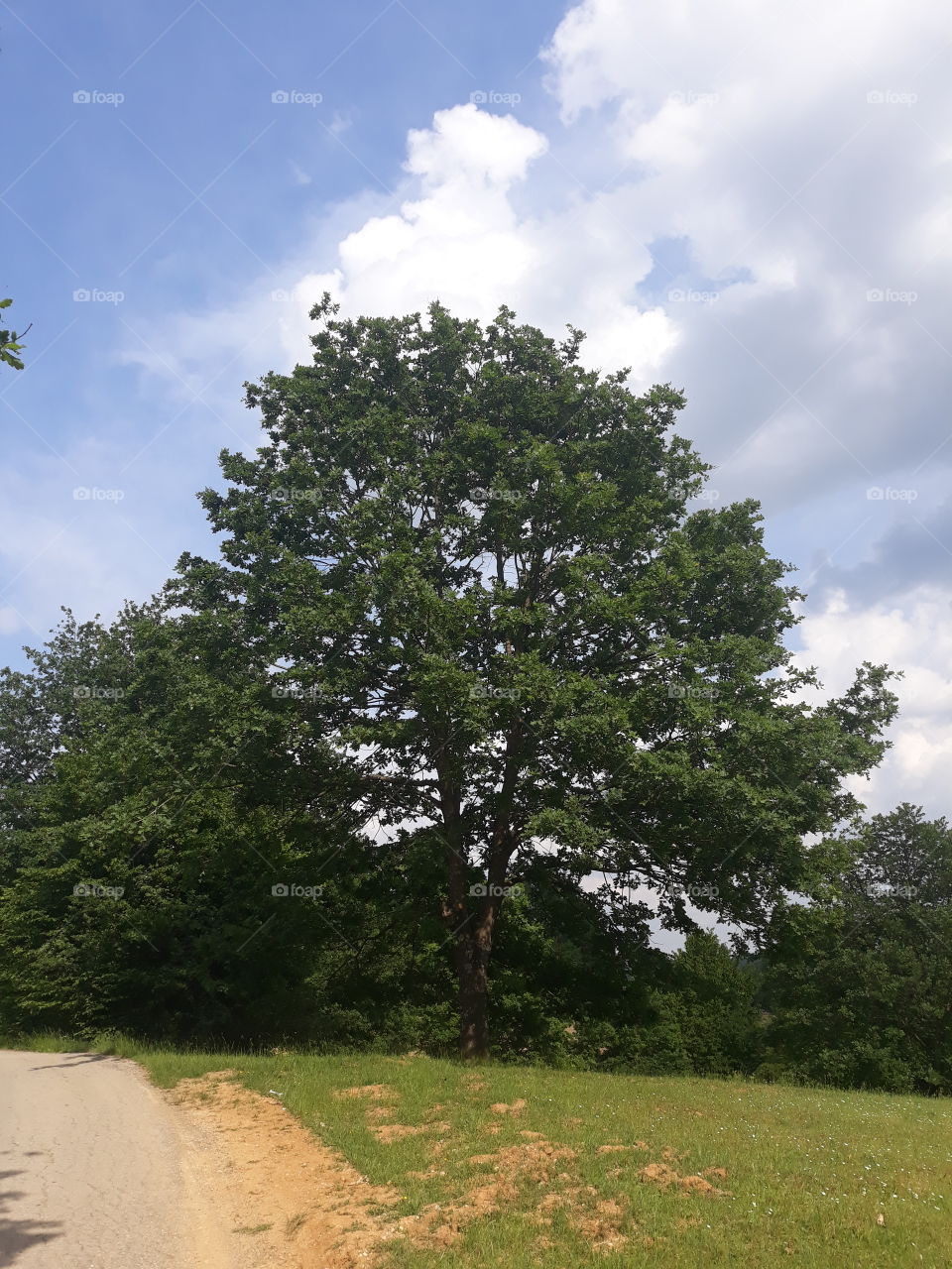 Young oak tree