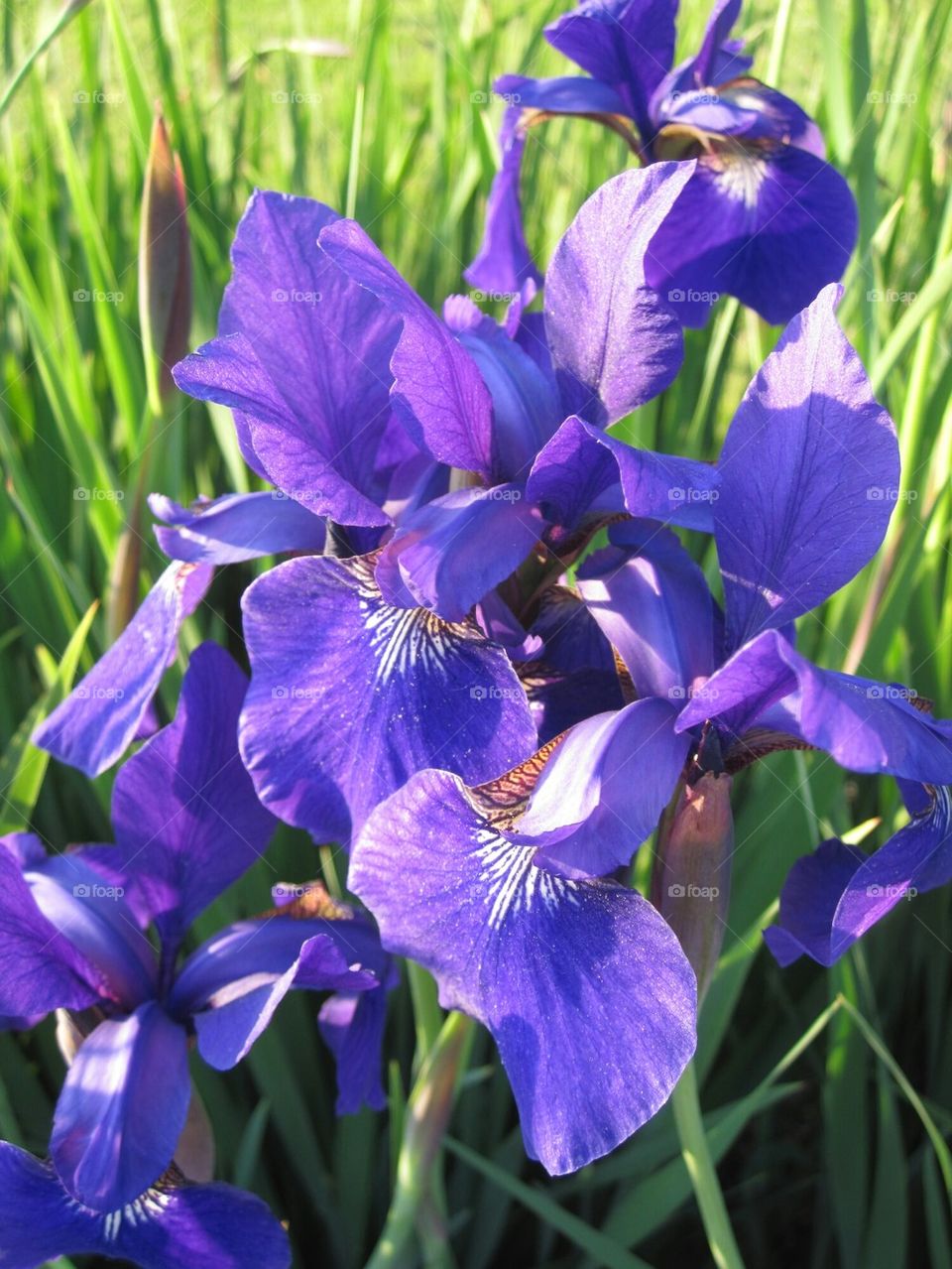 Japanese Iris