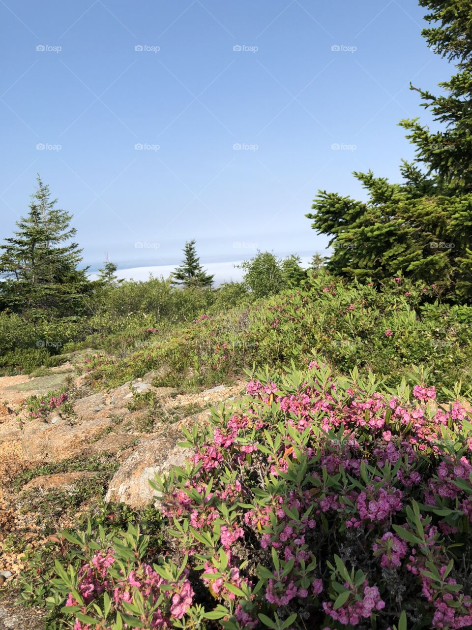 View of the forested landscape and sky atop Cadillac Mountain in Acadia National Park in Bar Harbor, Maine. 