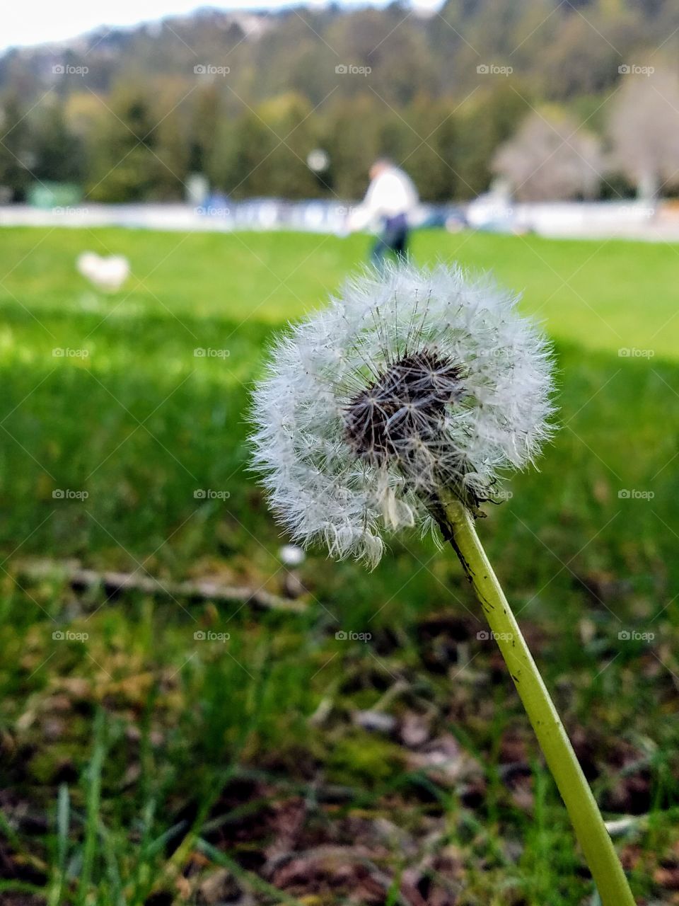 Dandelion