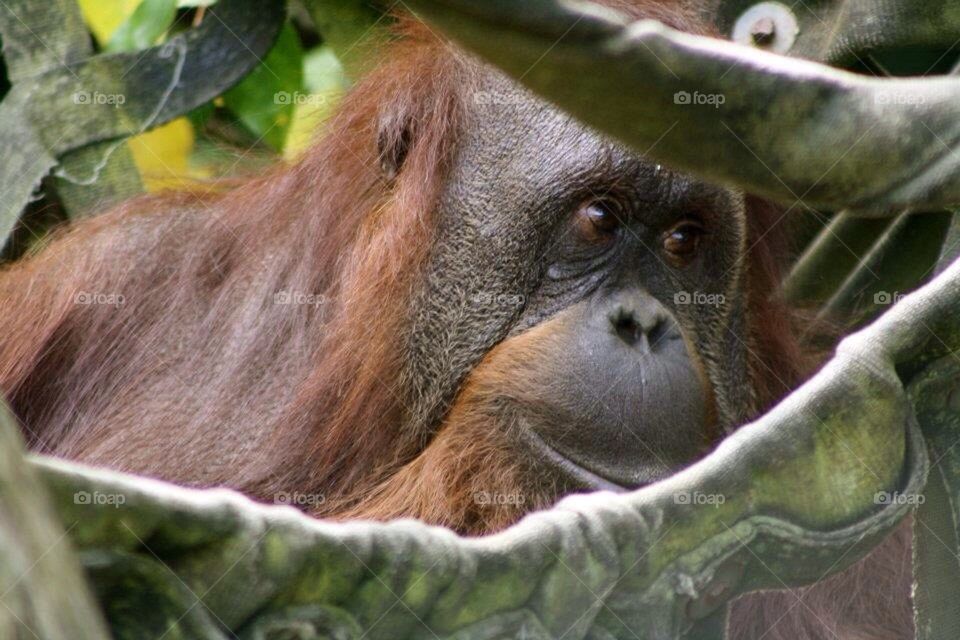 Orangutan 