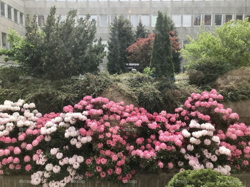 Rhododendron flowering 