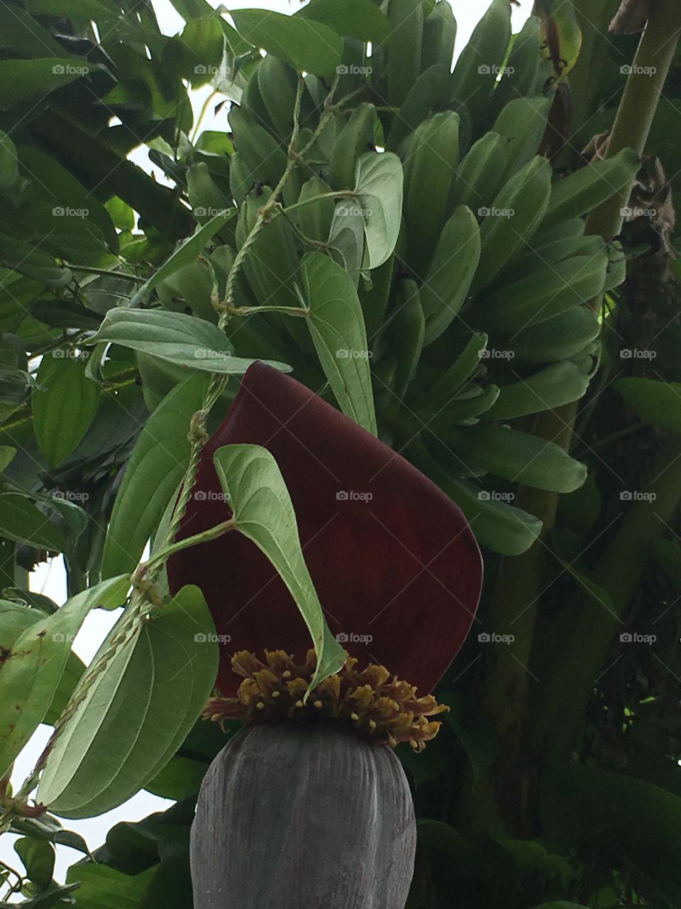 Baby bananas green and growing on a tree 