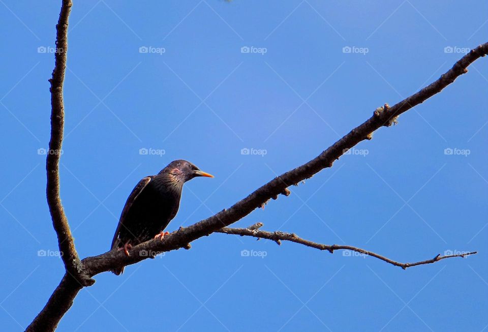 starlings have arrived