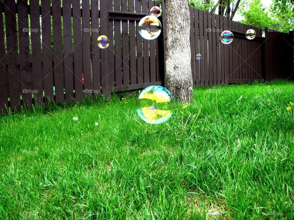 Bubbles 