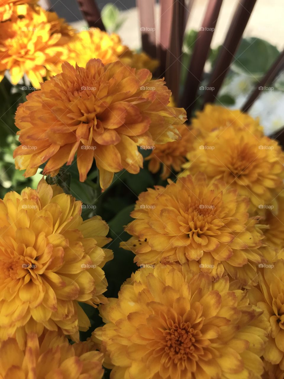 Fall flowers