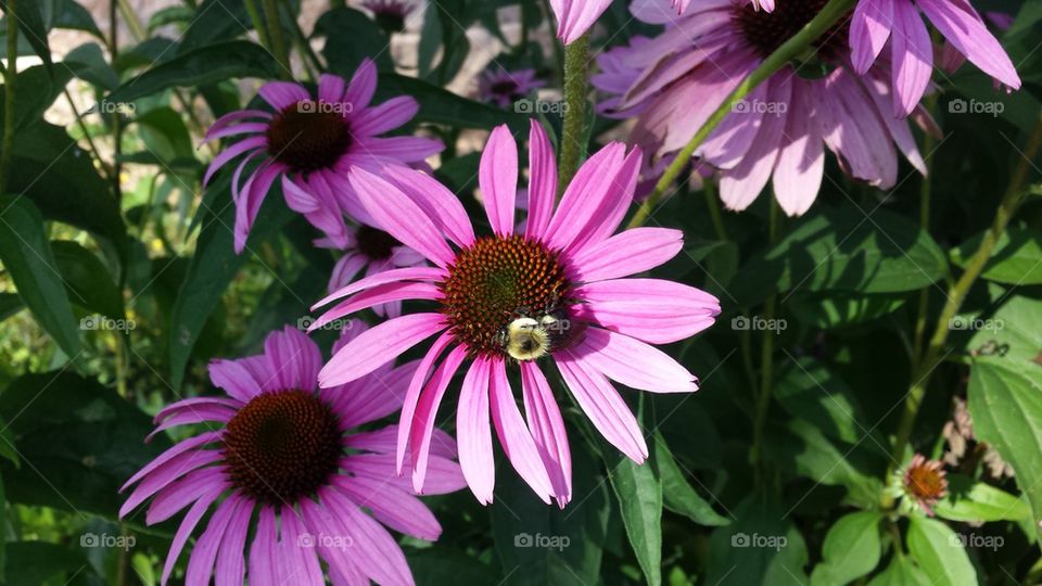 Coneflower