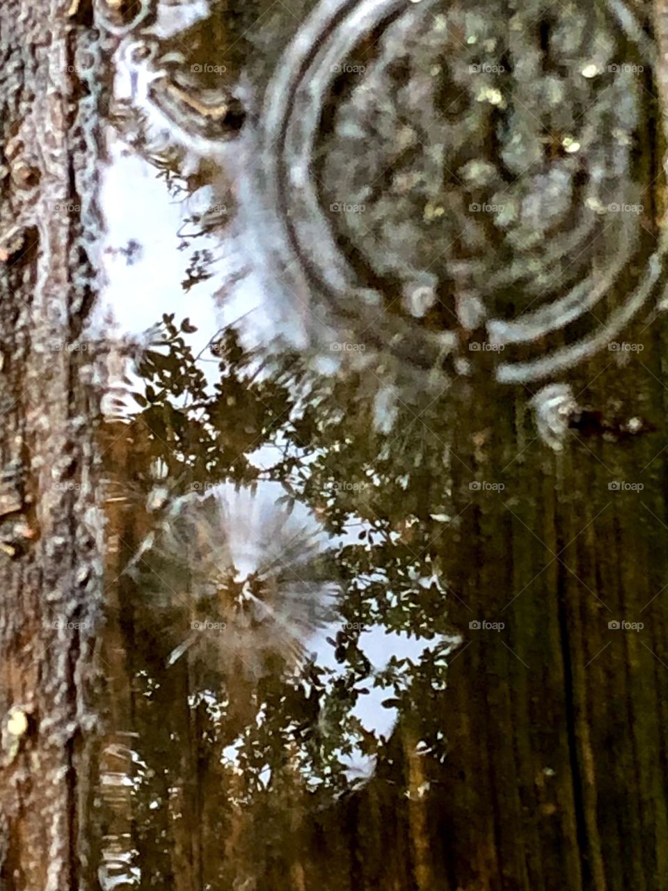 Closeup of the step with a puddle of water, showing the rain drops and the reflection of the trees 💦