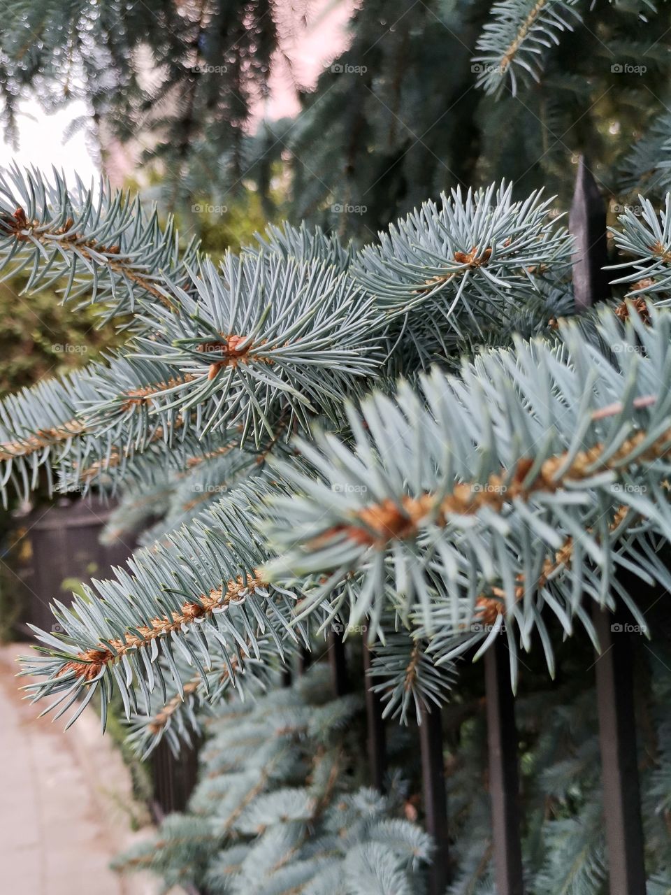 ◐  🌲  Needles of Blue Spruce Close Up
◐   ♡   Beautiful Natural Photo to Enjoy Watching