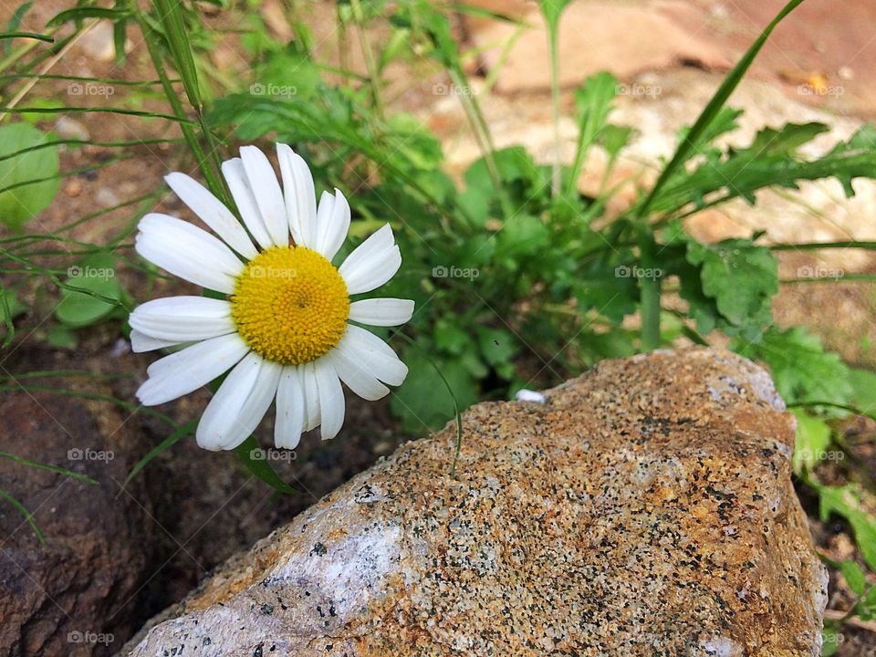 Single Daisy flower