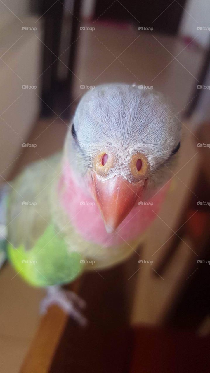 Parrot