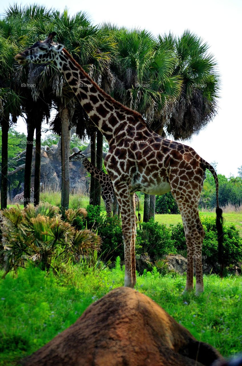 I took this photo at Disney's Animal Kingdom on the Safari ride. The animals are most active early in the morning so this is always the first thing we do when we go to the park.