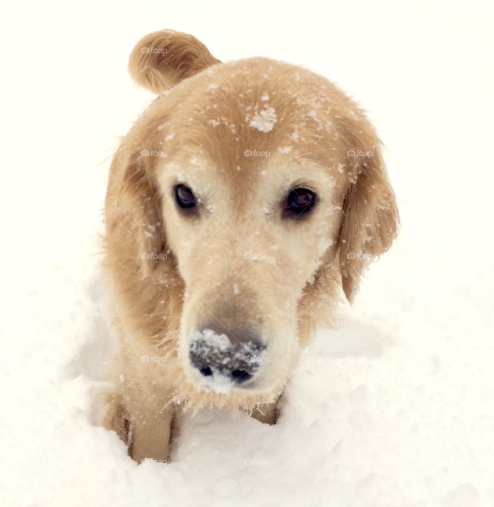 Snow dog
Nyc
Golden