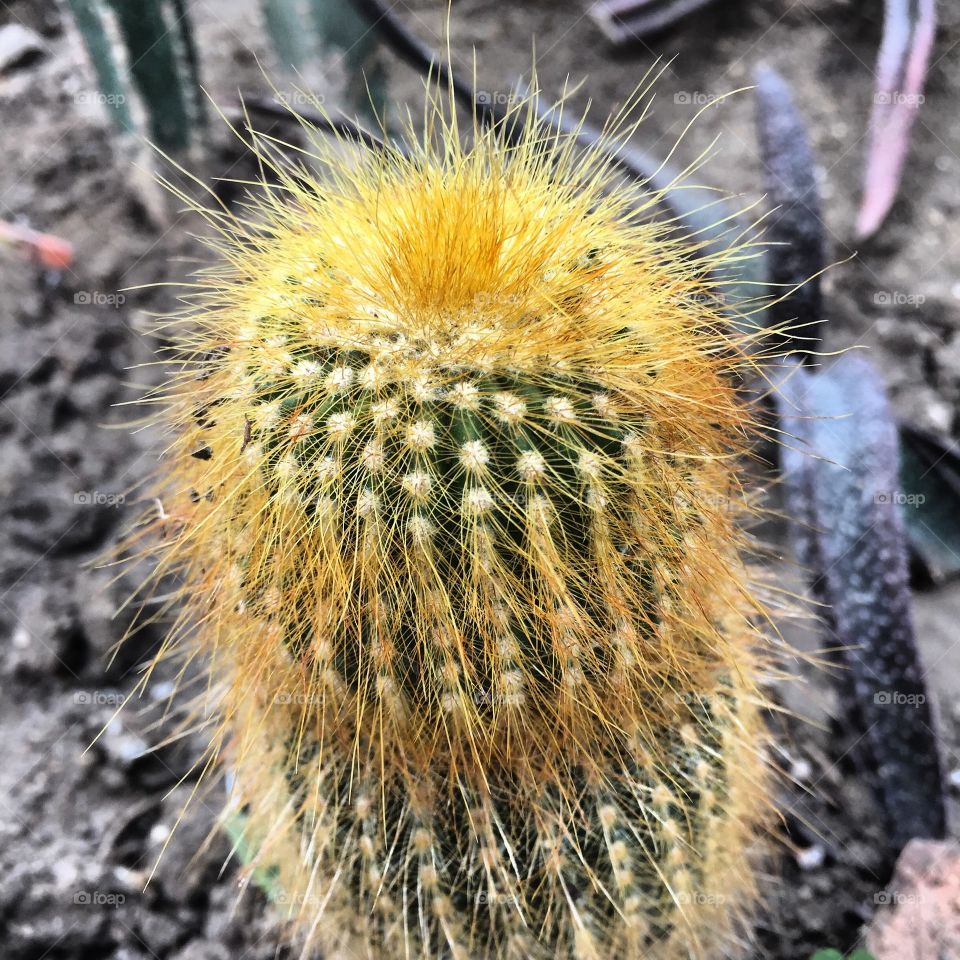 A little cactus.