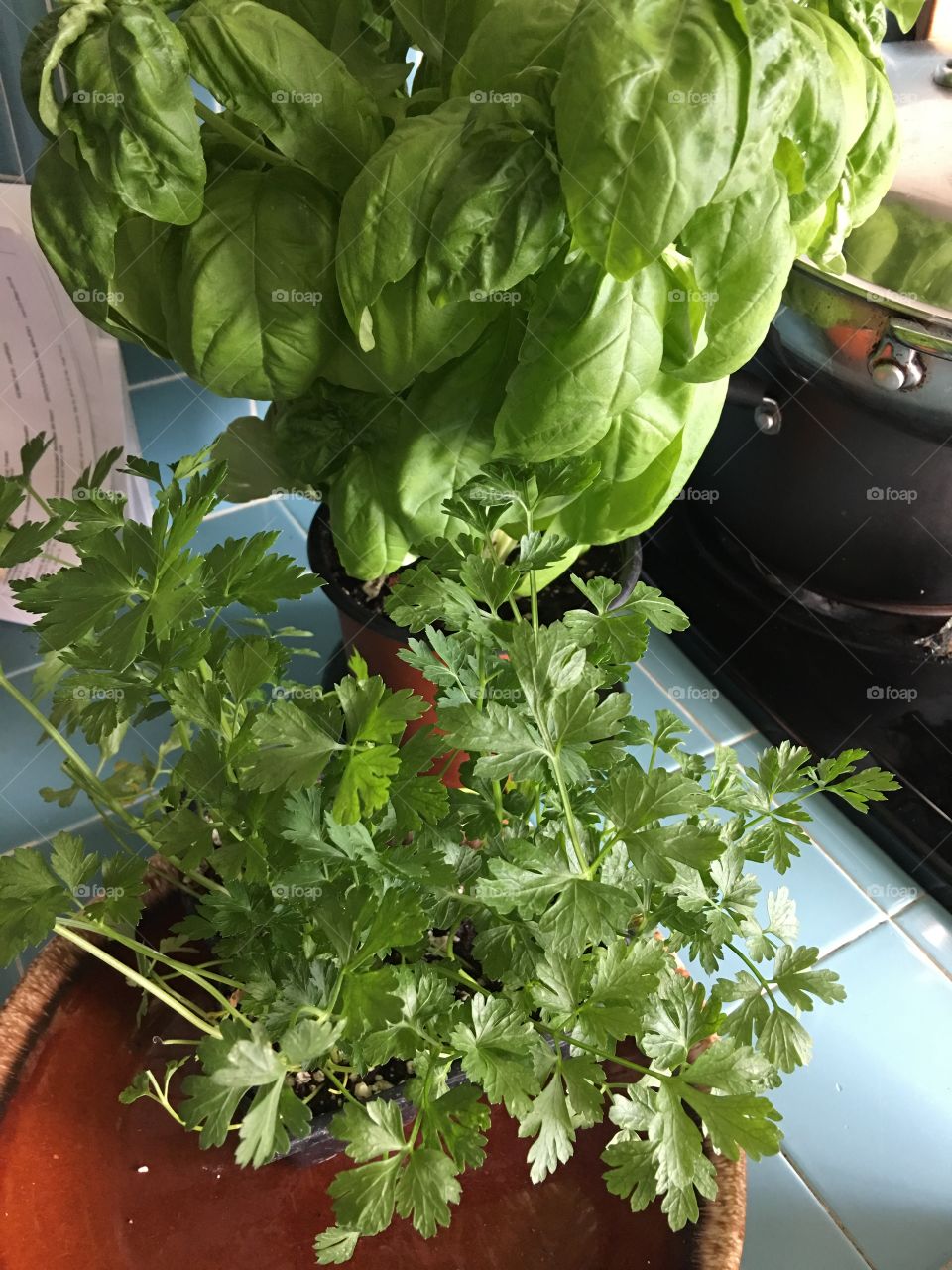 Fresh ingredients in kitchen 