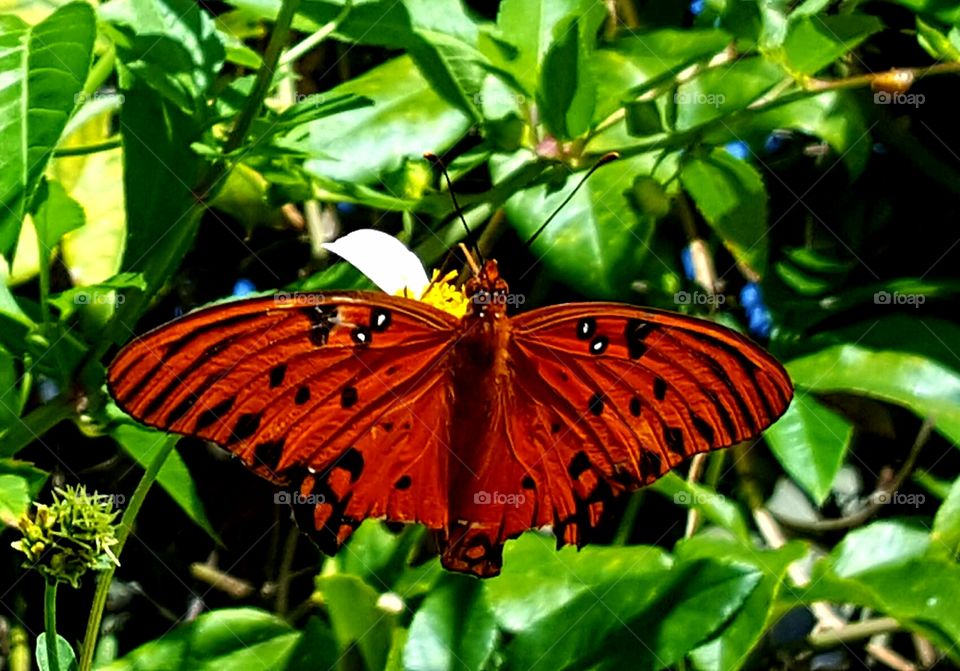 butterfly