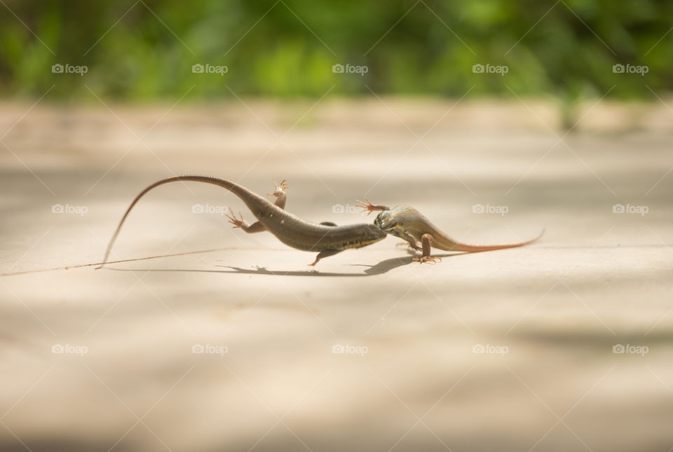 lizard fighting one holding the other by it's mouth