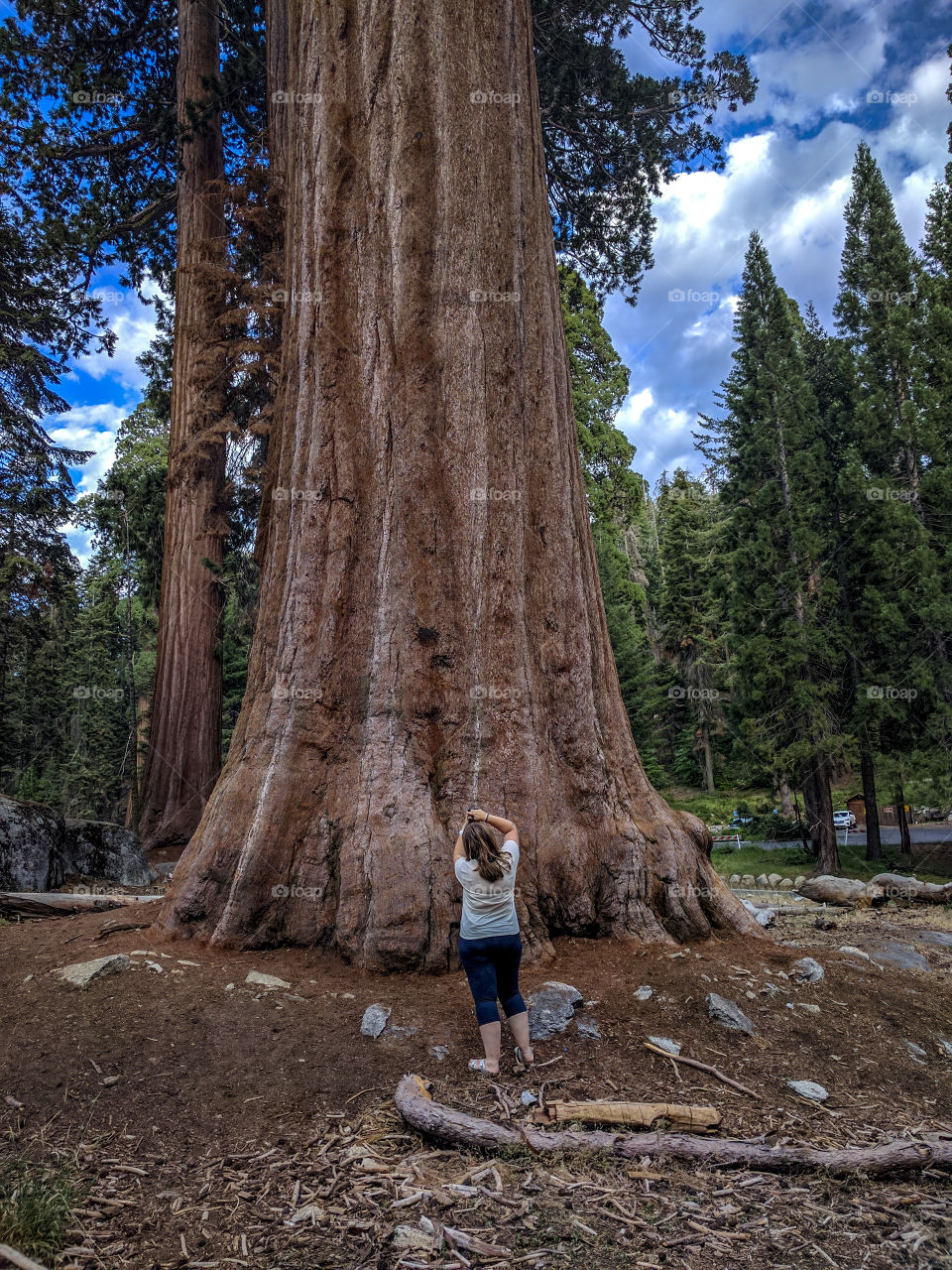 California, sequoia national Park