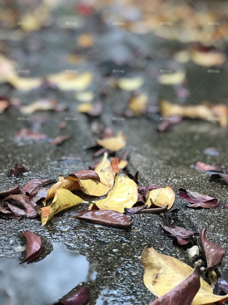 Fall 🍁 Leaves