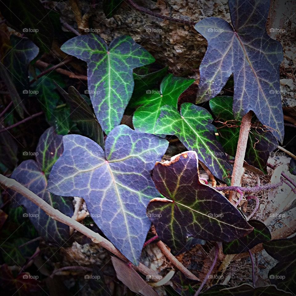 Ivy in Winter