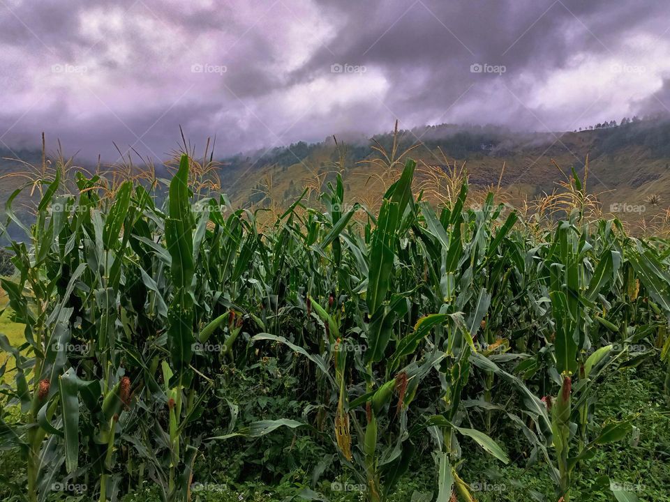 Storm clouds over a sweetcorn maize with field mountain landscape