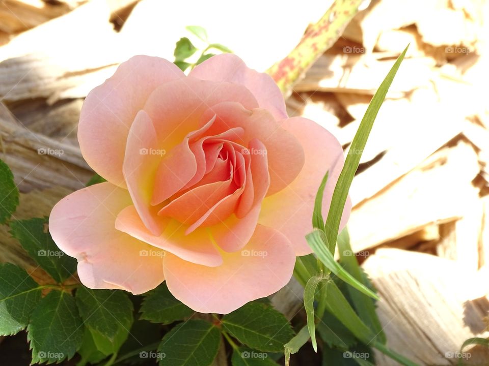 The beauty of the flowers