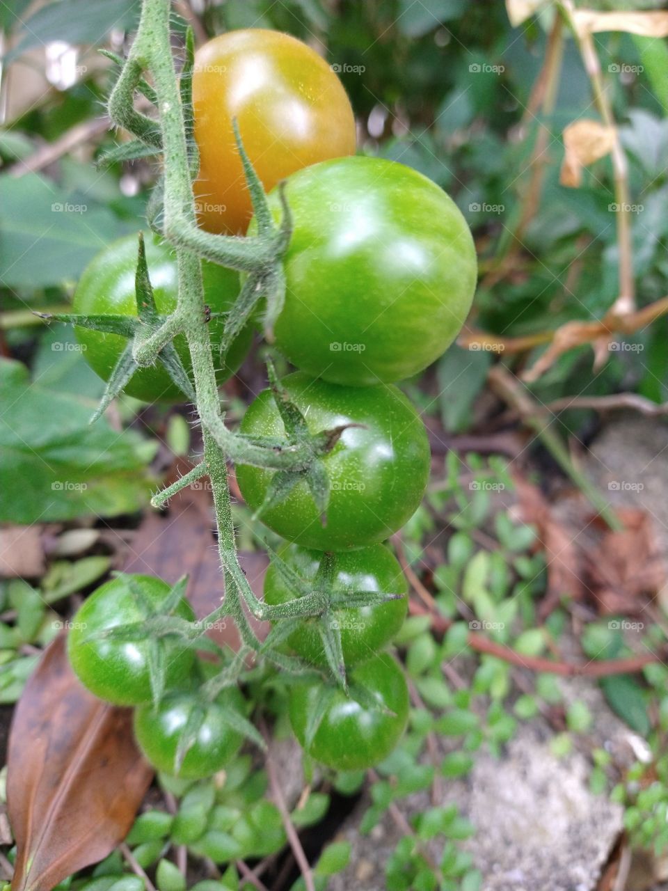 Bunch of grape tomato
