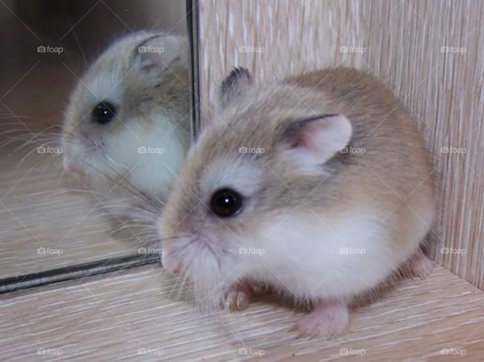 Russian hamster by a mirror