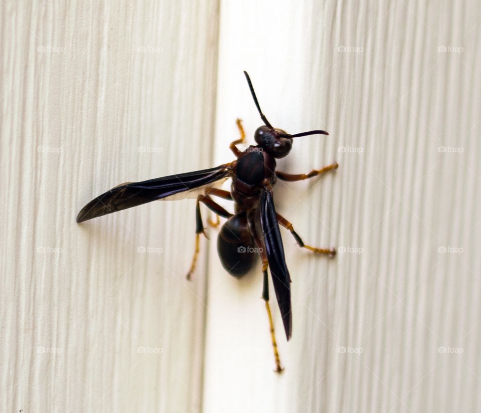 Wasp on a hot summer day