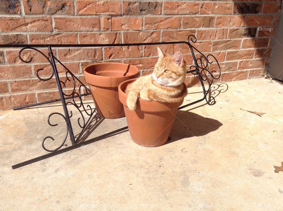Kitty in a flower pot