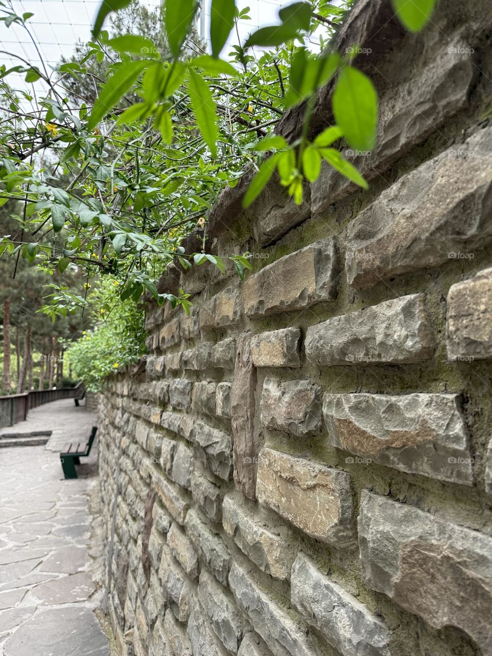 A stone wall covered with plants