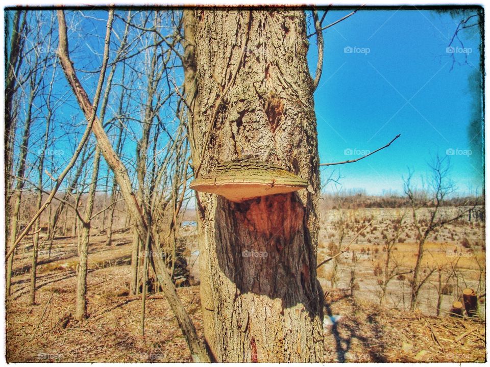 Tree with fungus growth
