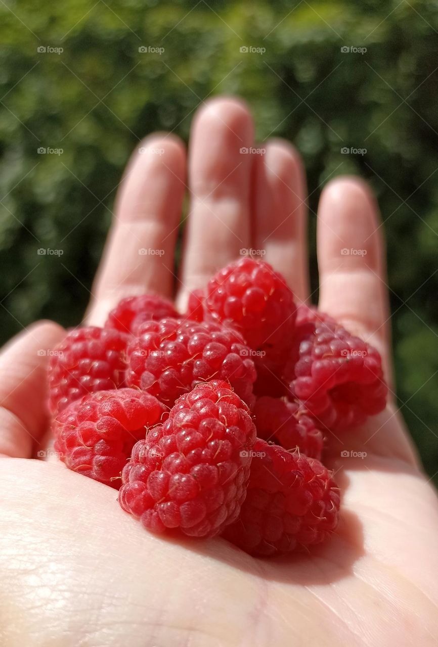 berries in the hand summer tasty healthy food, mobile photography