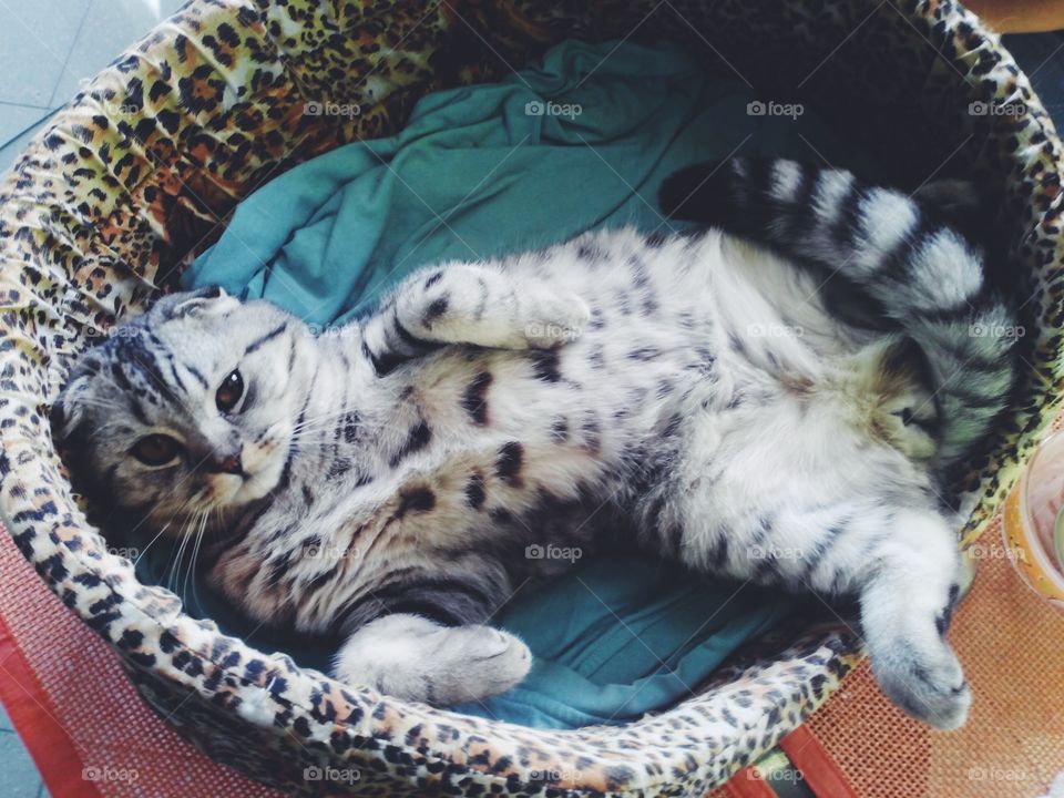 Cute Scottish fold 