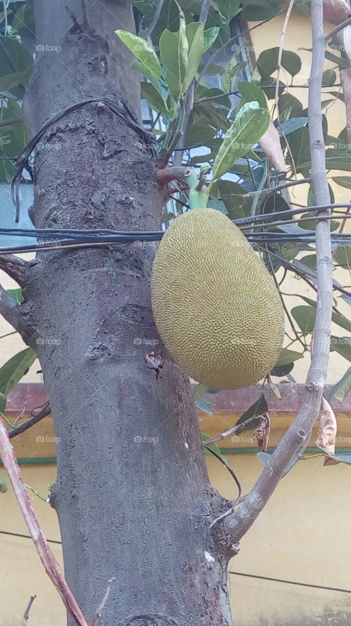 jackfruit