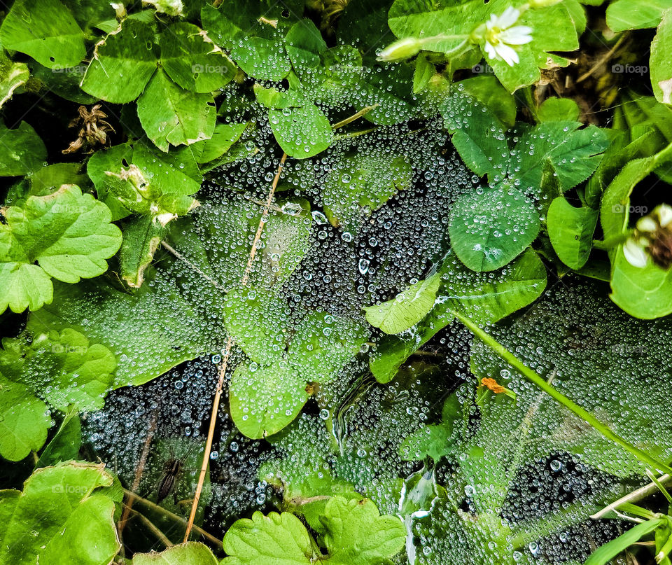 hidden spider among morning dew