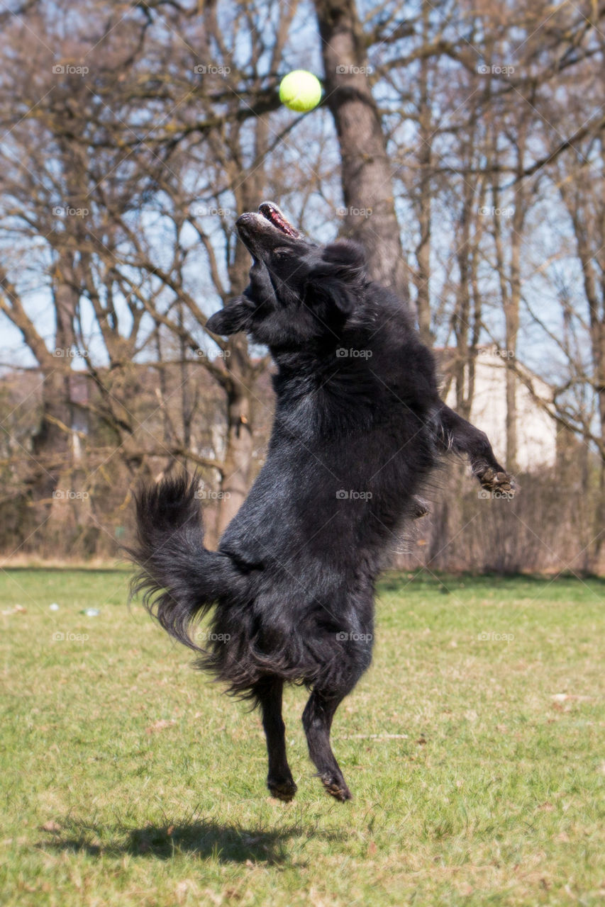 Dog bad at playing ball