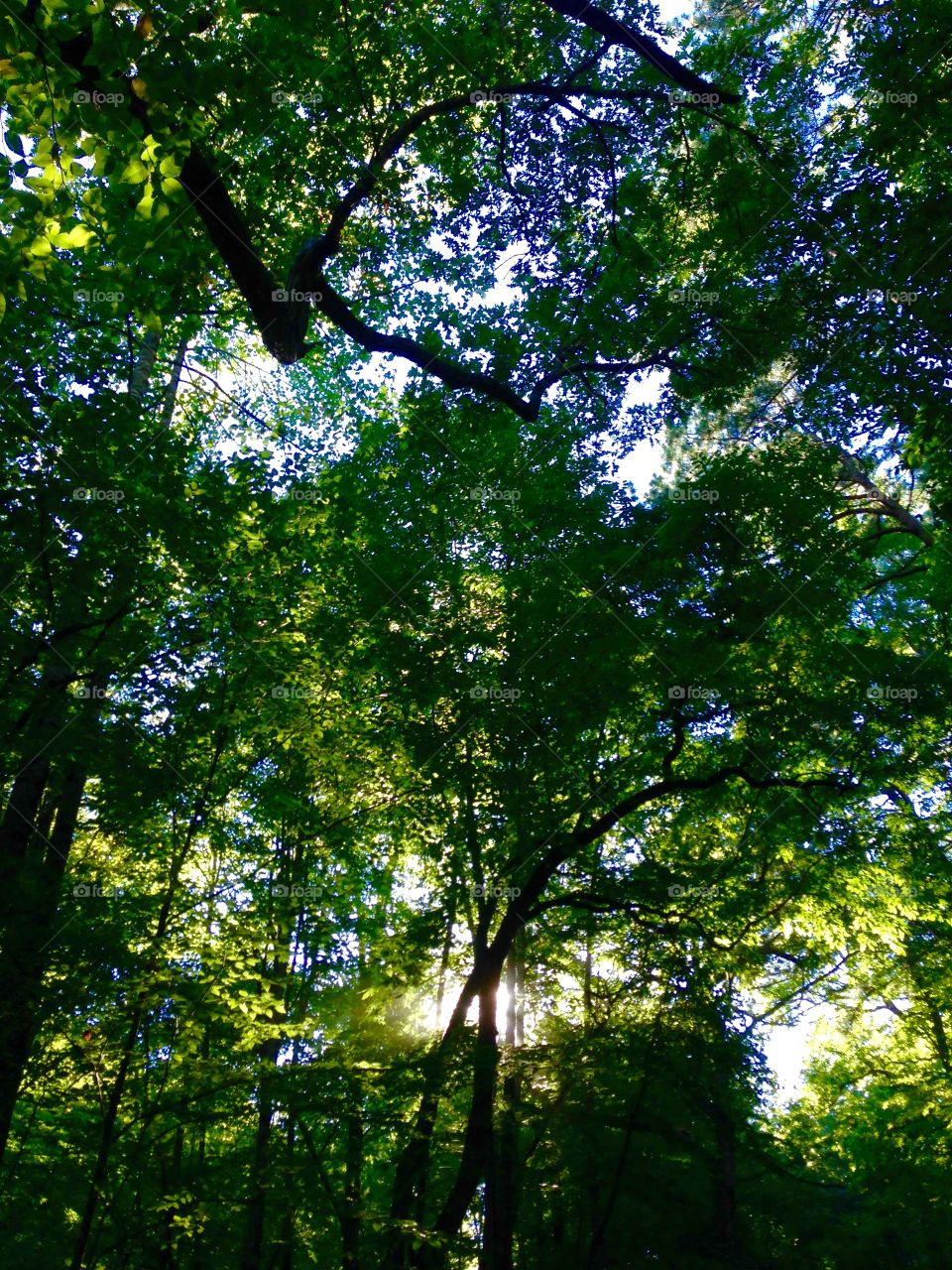 Country Road. While riding my bike on a mountainous gravel road, I had to stop for a breather. Looked up. 