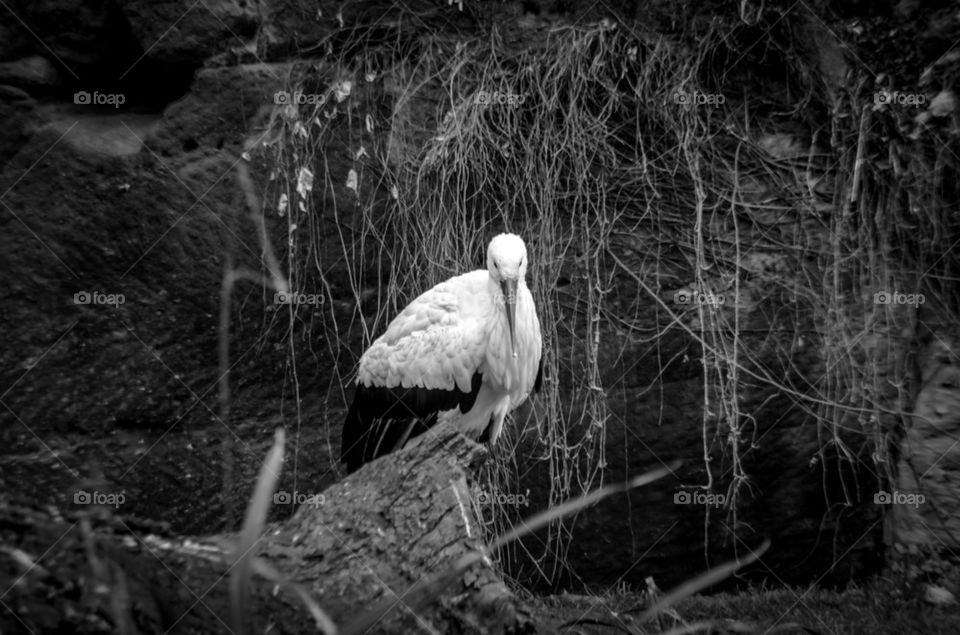 Bird in Black and White