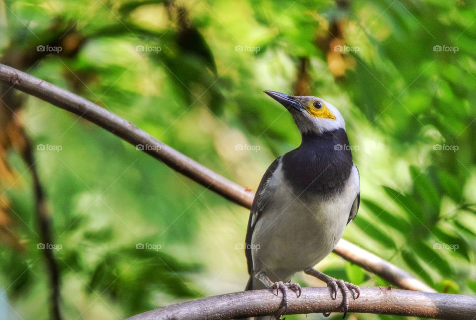 Bird perching on branch