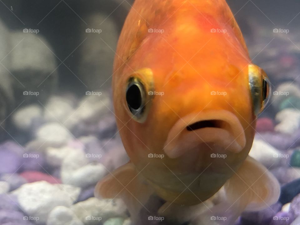 Fancy the adorable goldfish