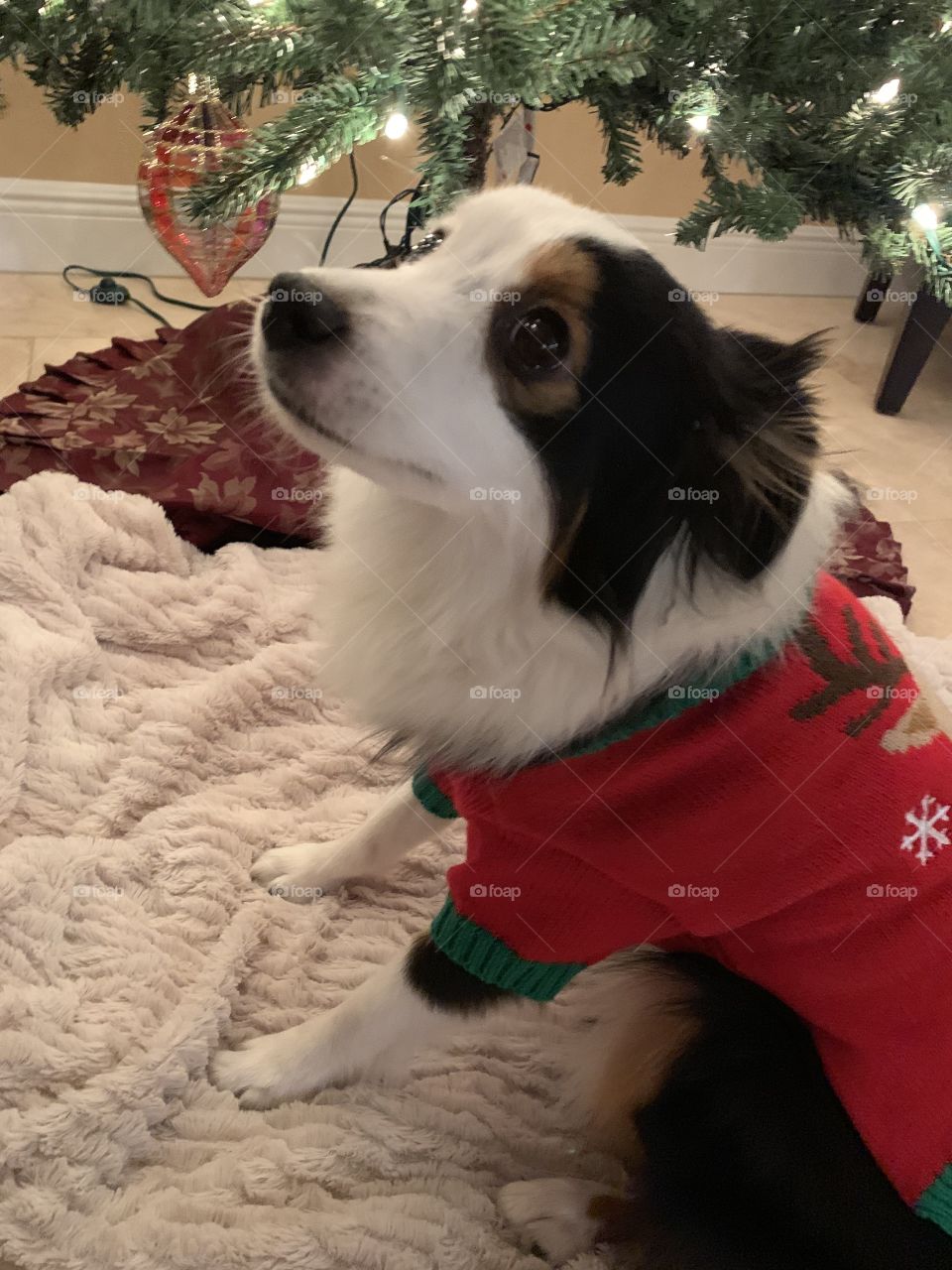 Celebrating the holidays with pets